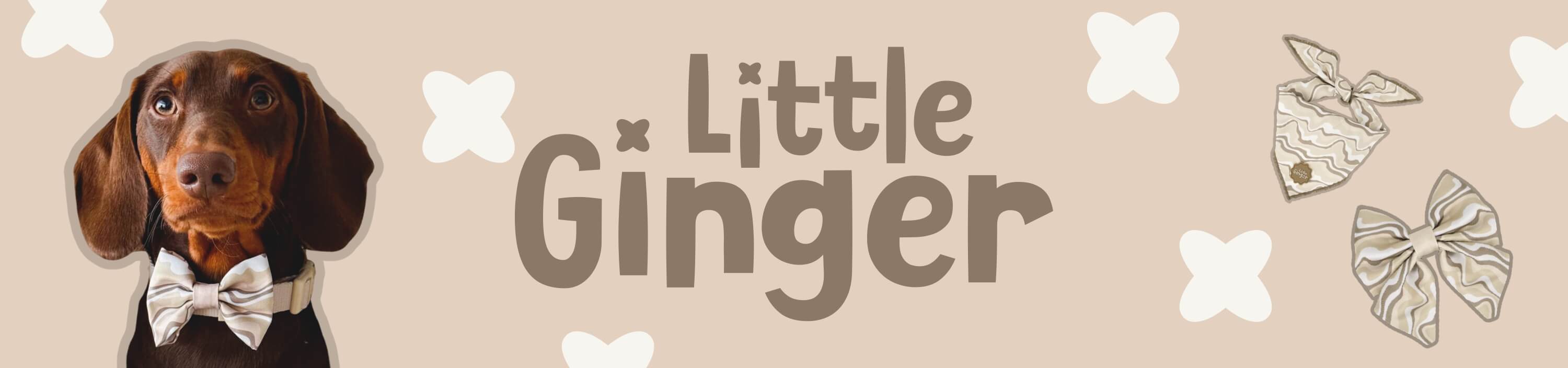Shop Little Ginger Pet Accessories at The PharmPet Co.