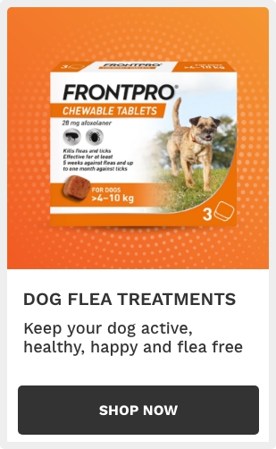 Dog Flea Treatment