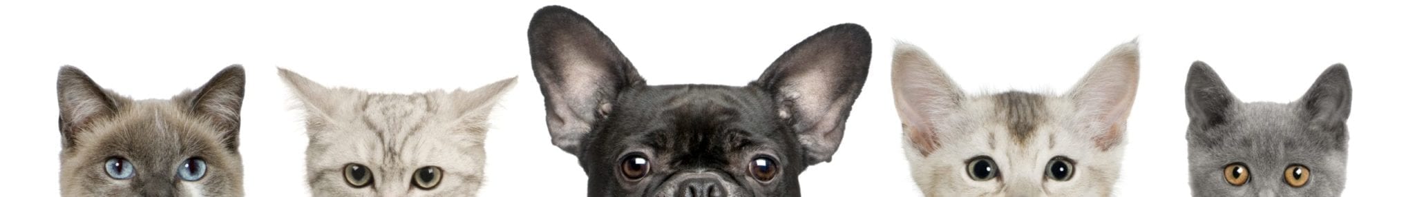 Cropped view of dog head and cat heads in front of white background, studio shot