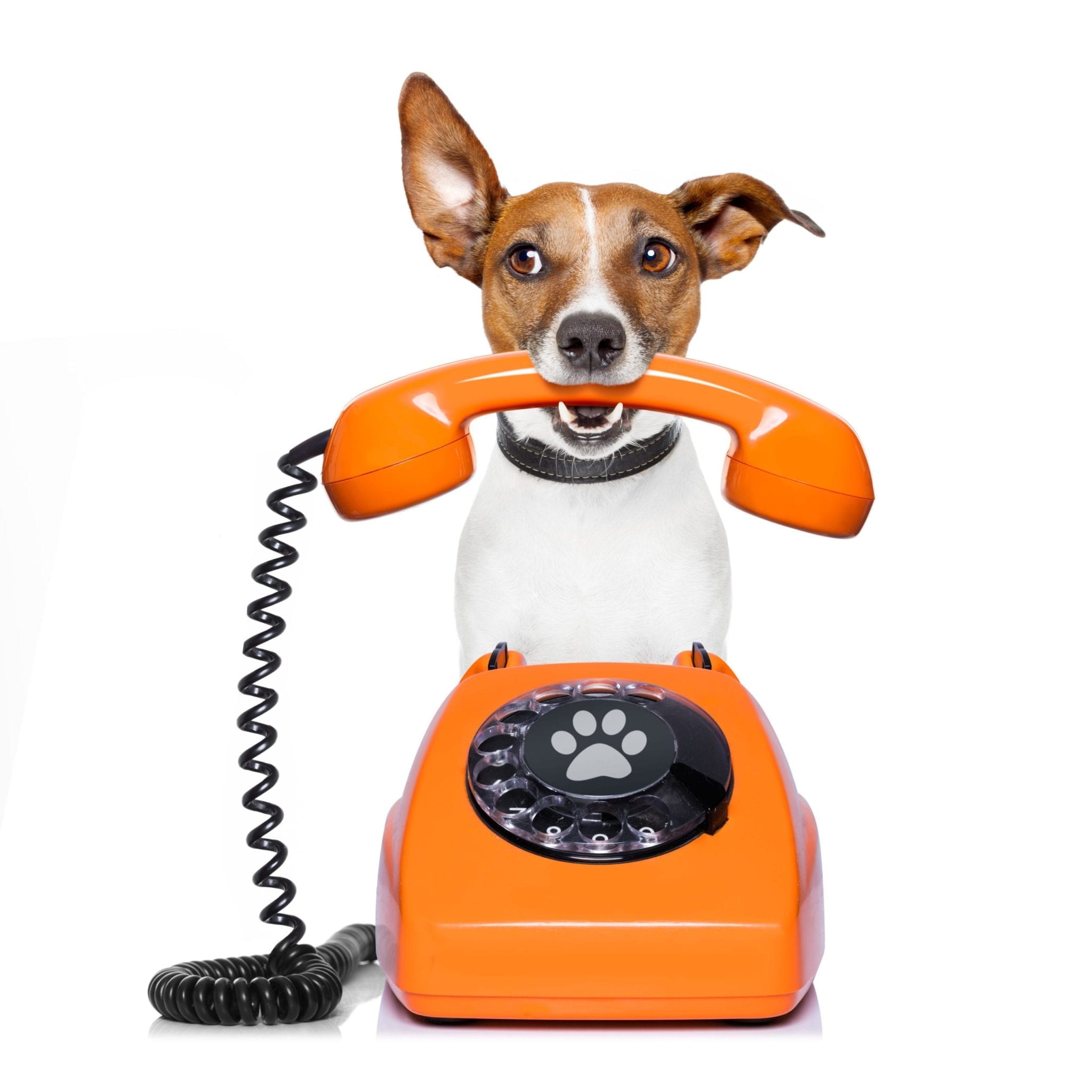 Jack russell dog with glasses as secretary or operator with red old  dial telephone or retro classic phone