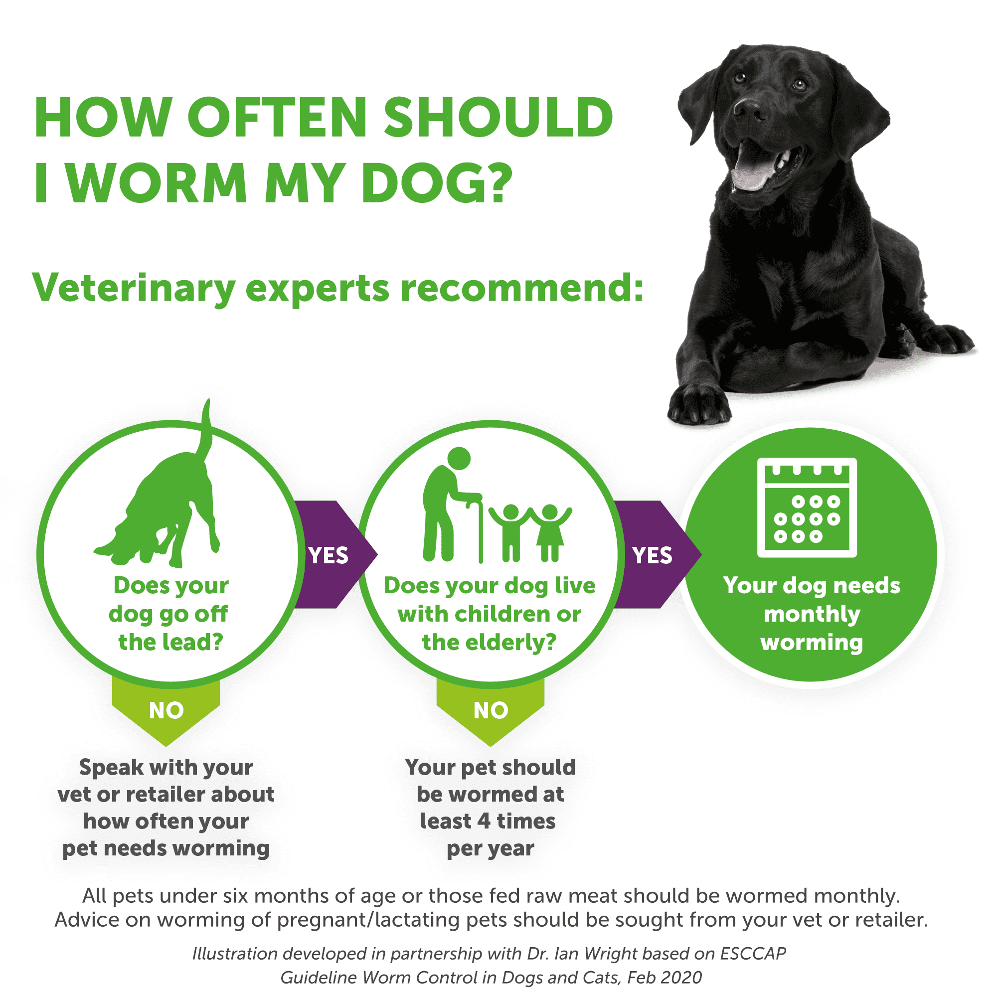 Deworming 2024 pregnant dog