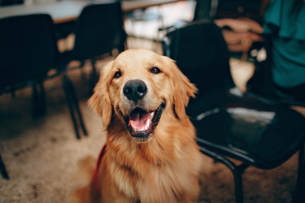 Happy dog showing teeth