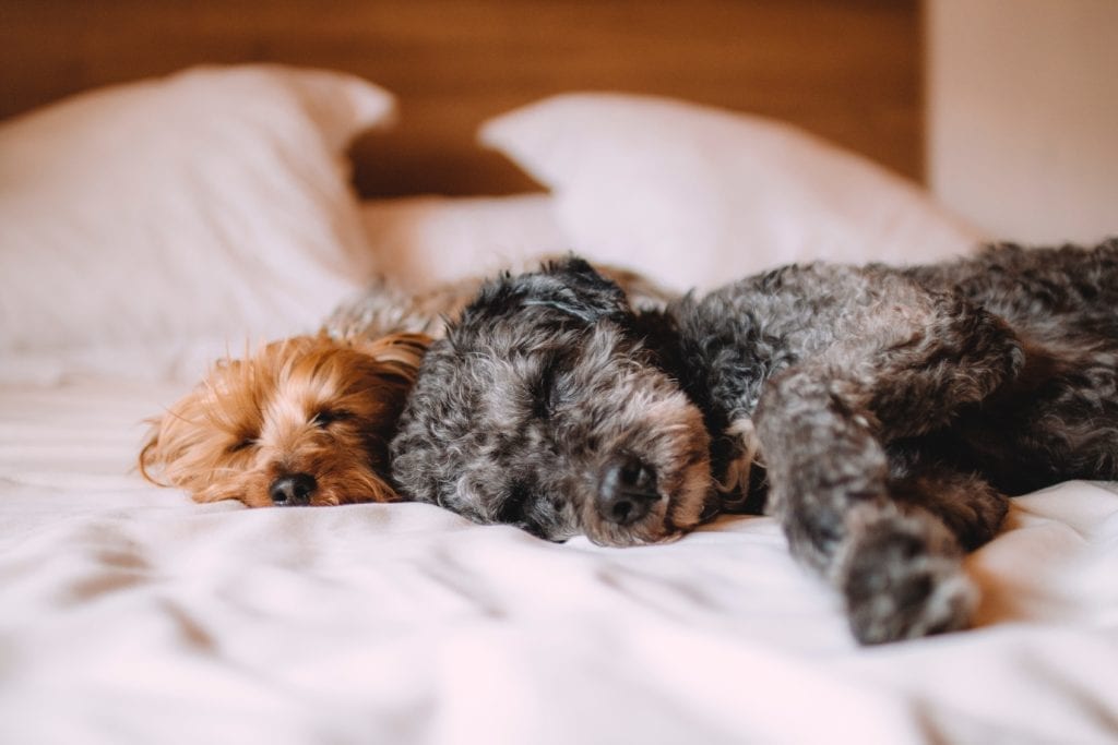 Two dogs asleep on bed