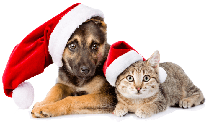 dogncat dogncat