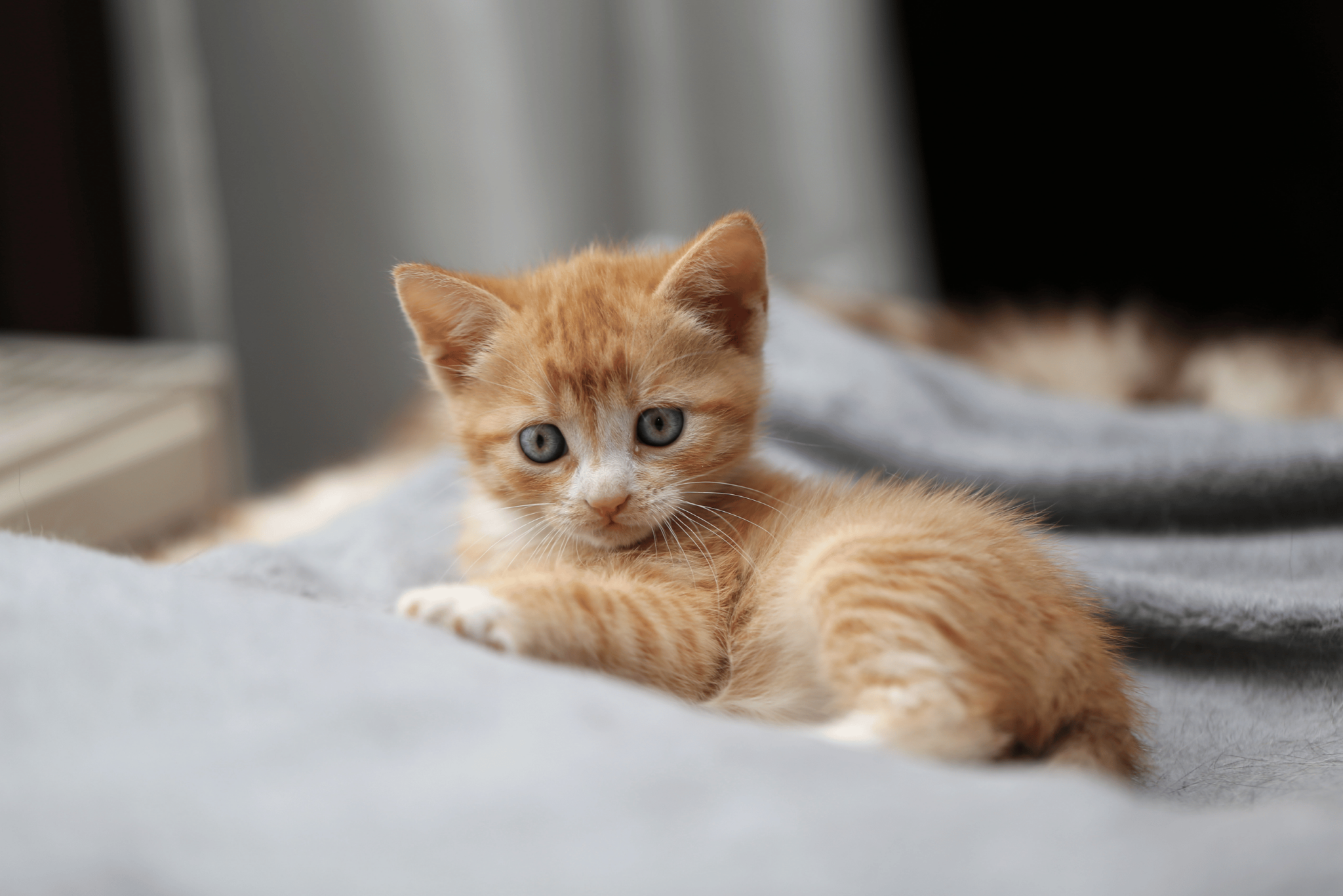 Kitten Inco Beginners Guide to Kitten Care | The PharmPet Co