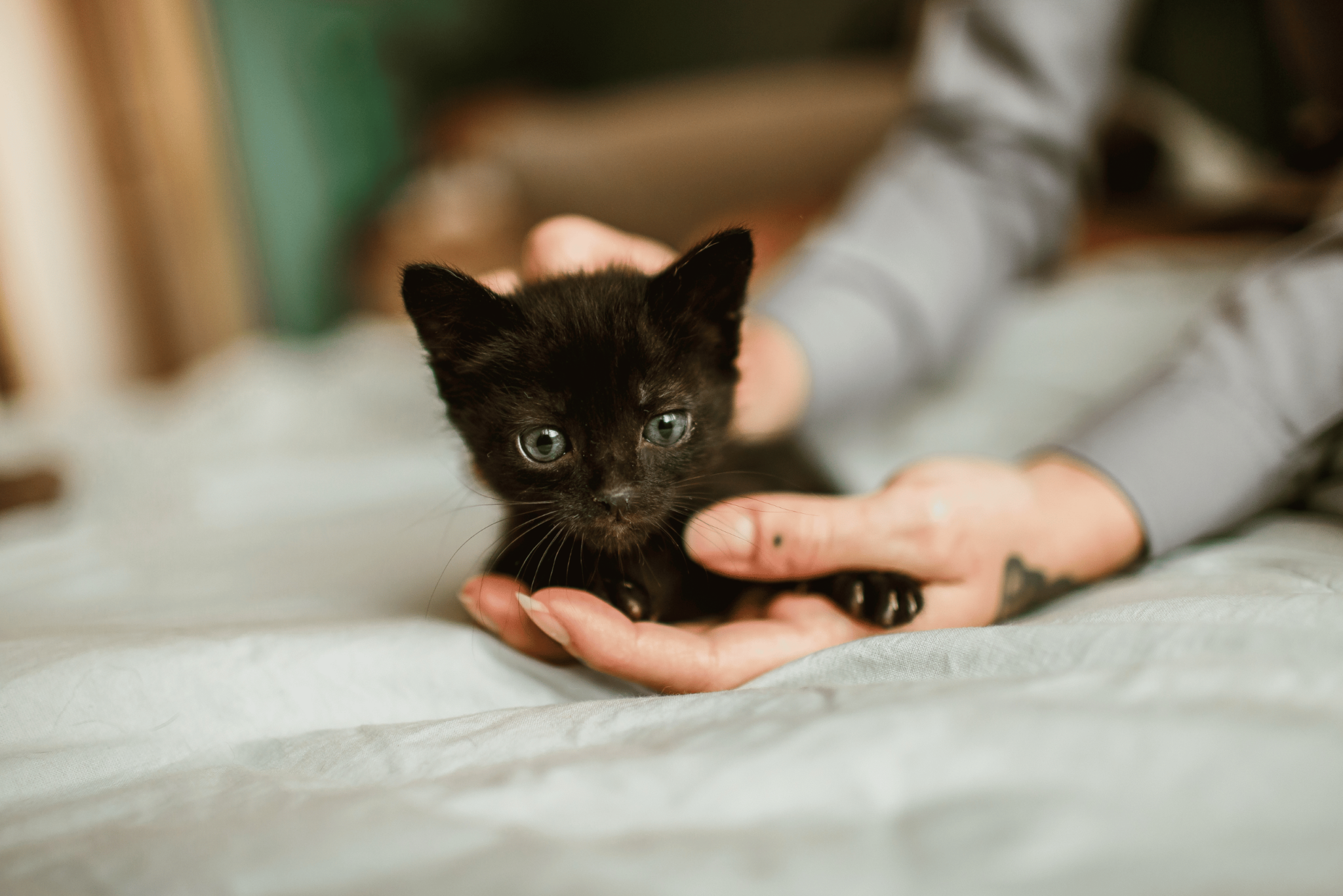 Kitten Inco Beginners Guide to Kitten Care | The PharmPet Co