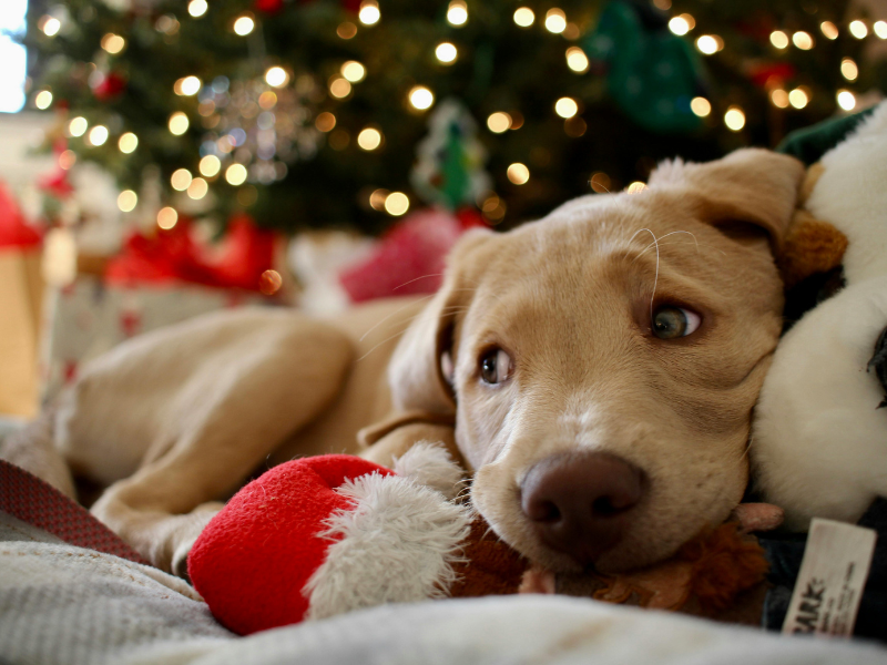 Dog relaxed in front of Christmas tree