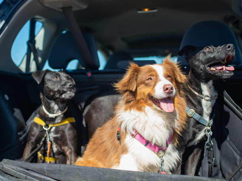 Dogs travelling in the boot of a car