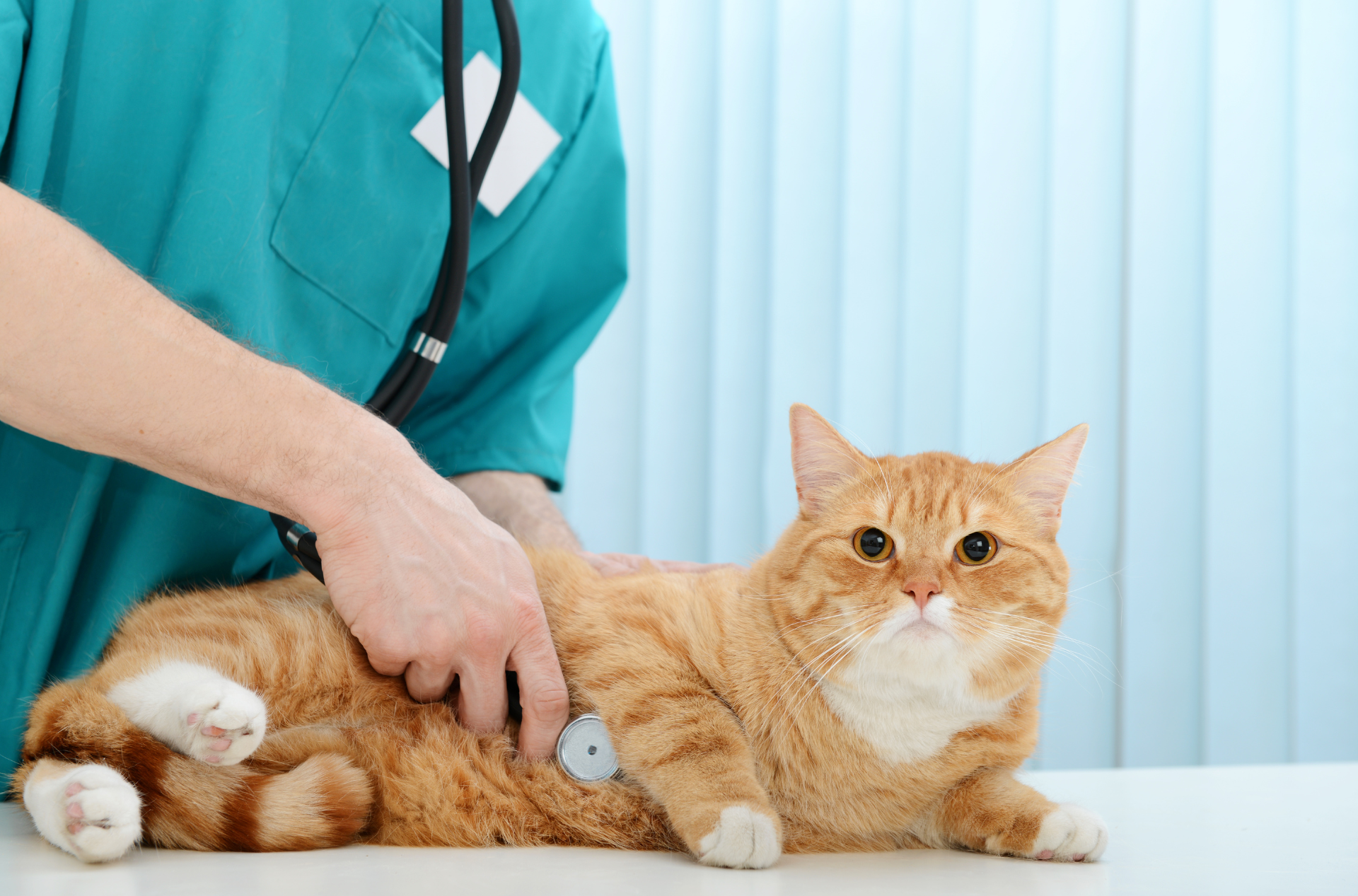 Cat being assessed at the vets