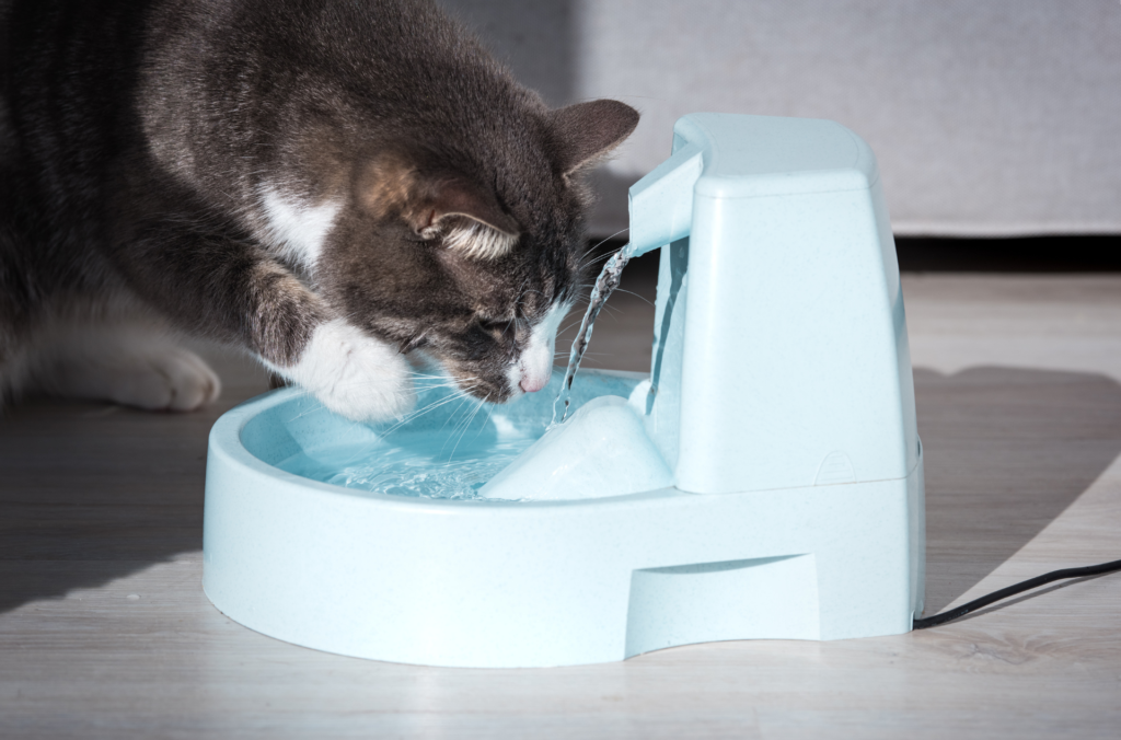 Cat drinking water