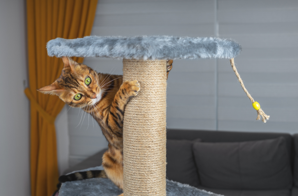 Cat on scratch post