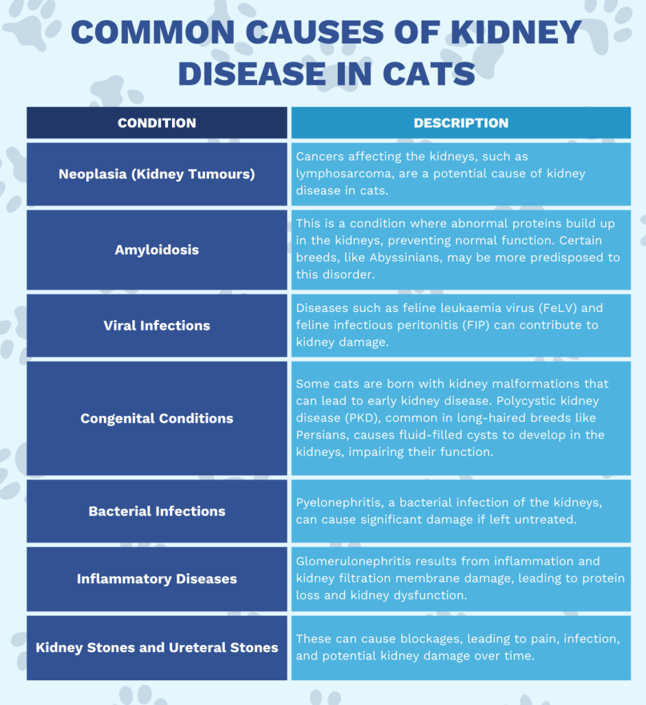 cat kidney disease infographic