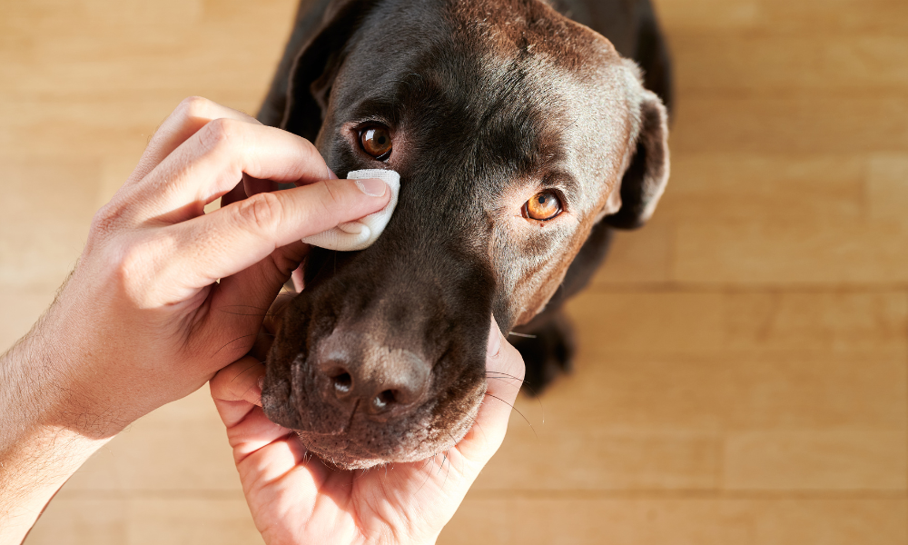 a dog getting his eyes cleaned, dog eye care, how to clean a dog's eyes