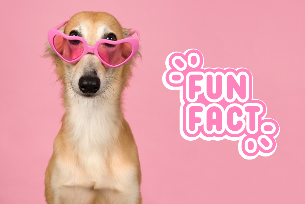 30 interesting facts about dogs blog image - a dog in pink love heart sunglasses