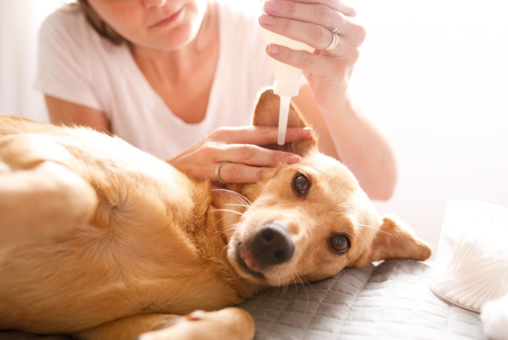 Adding ear cleaner to dogs ear