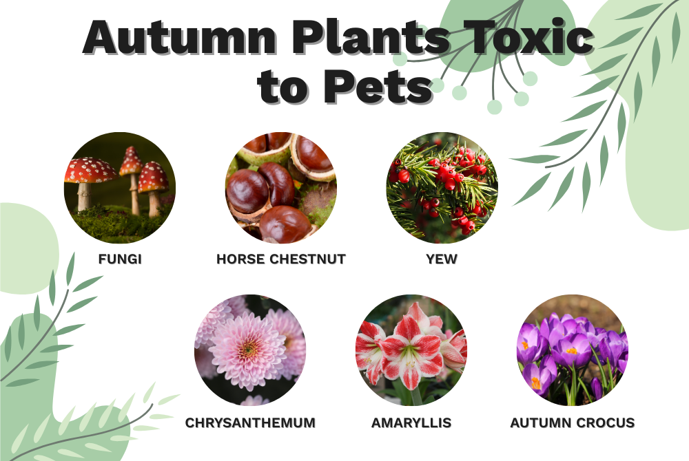 Autumn plants toxic to pets