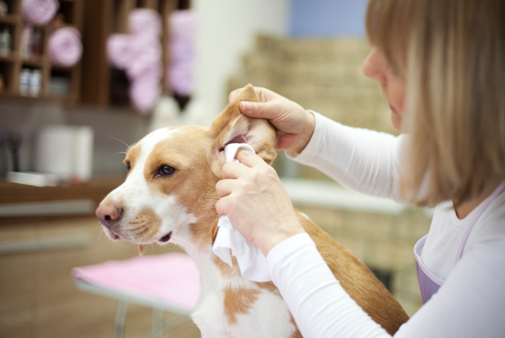 Cleaning dogs ear