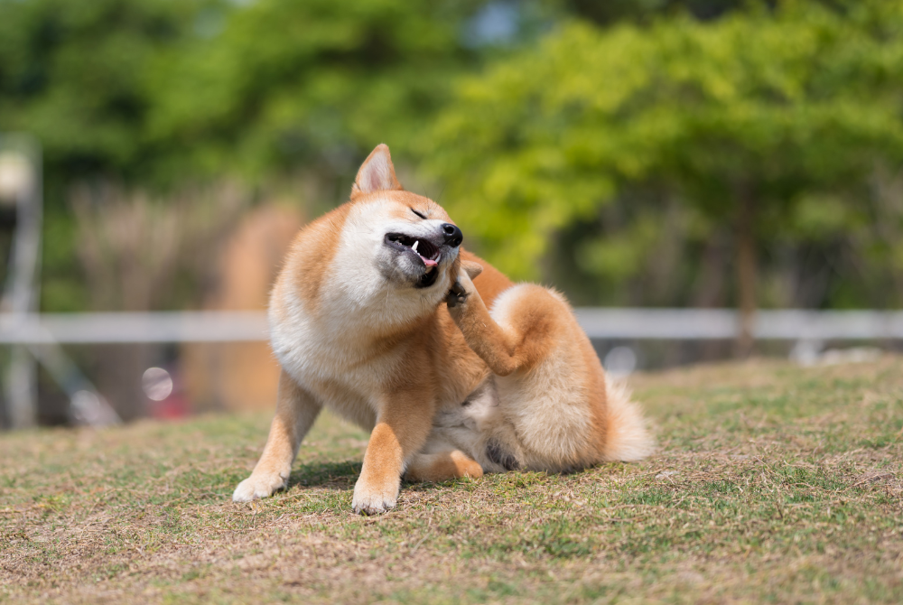 dog scratching ear