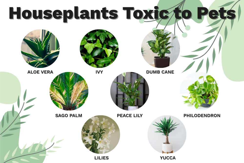 Houseplants toxic for pets
