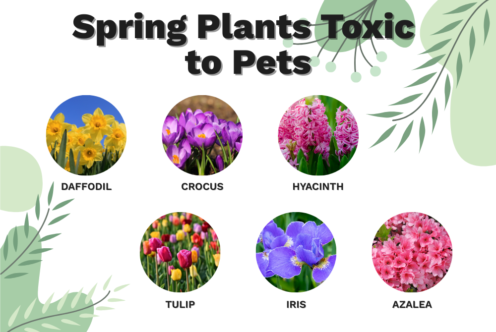 Spring plants toxic to pets