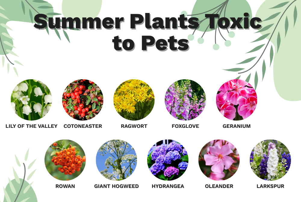 Summer plants toxic to pets
