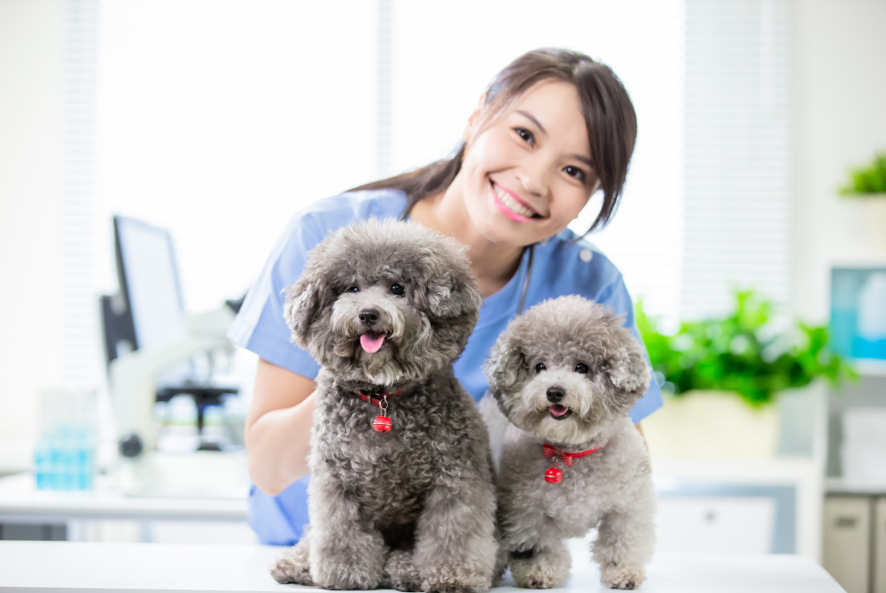 Two dogs with vet