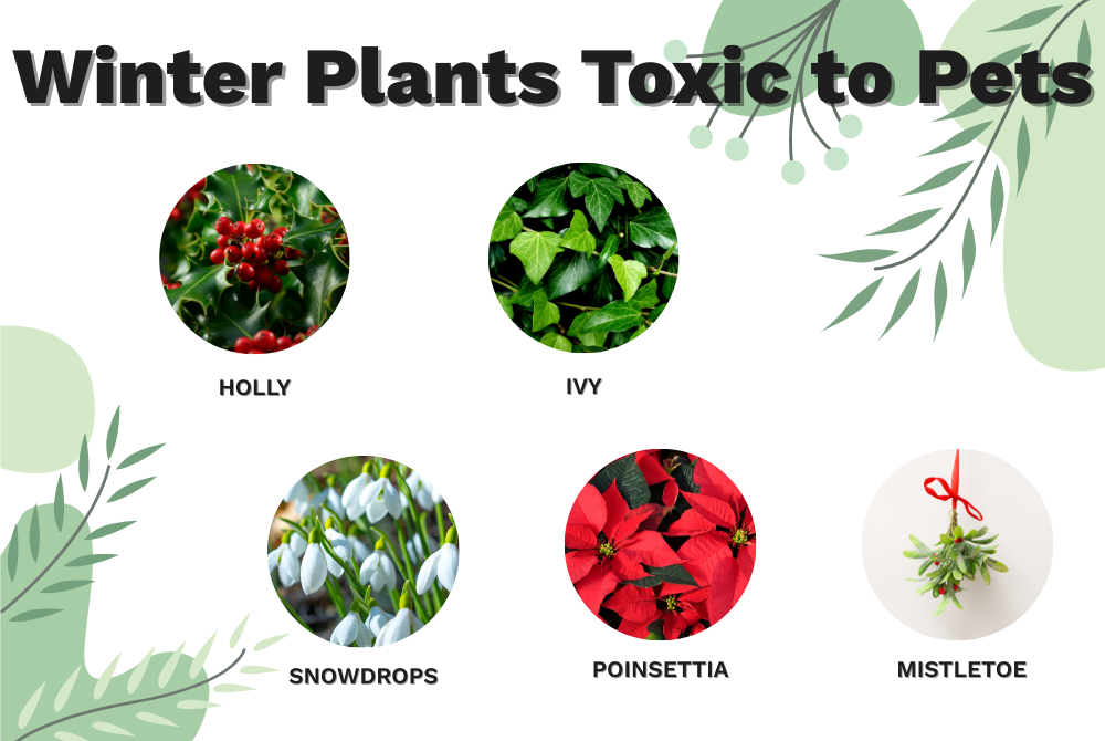 Winter plants toxic to pets