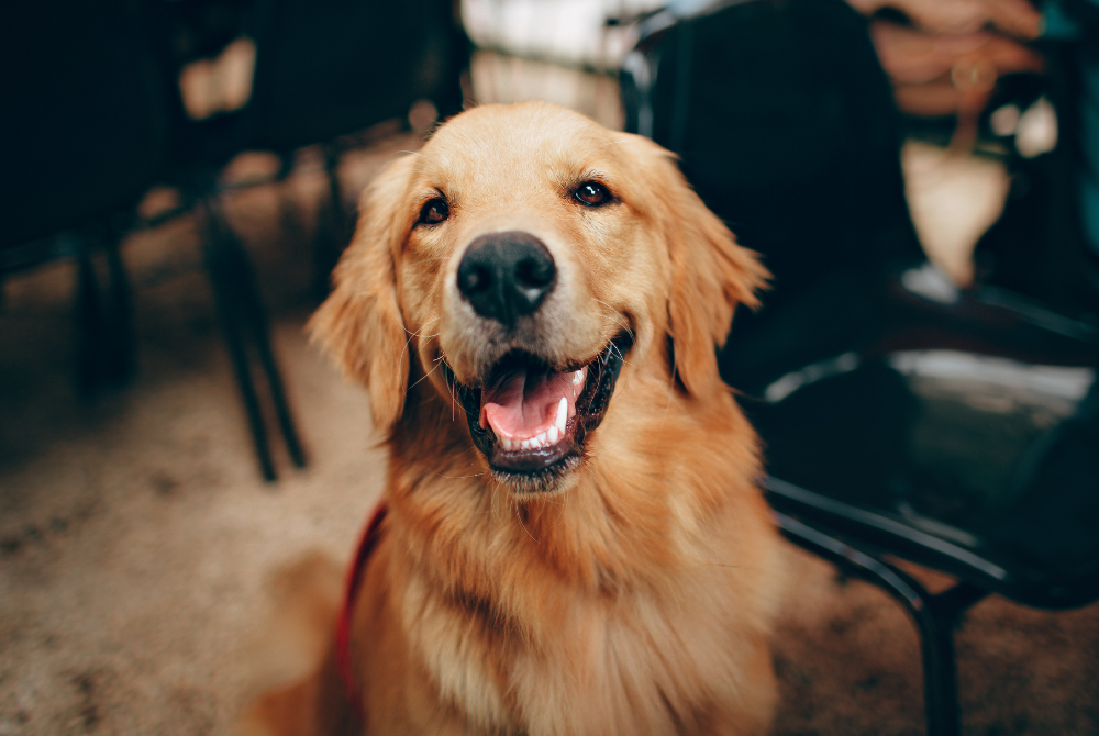 golden Labrador dog image