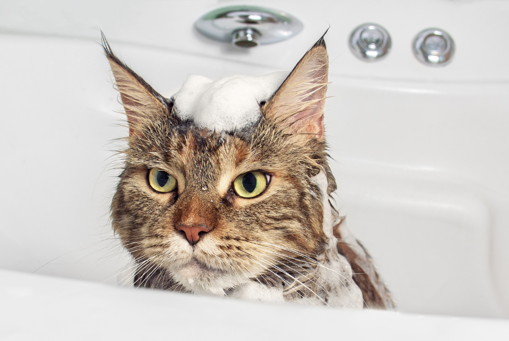 cat in the bath