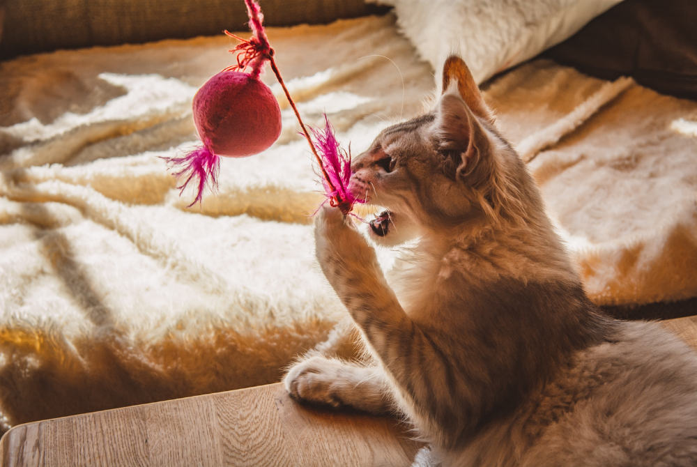 cat playing with toy