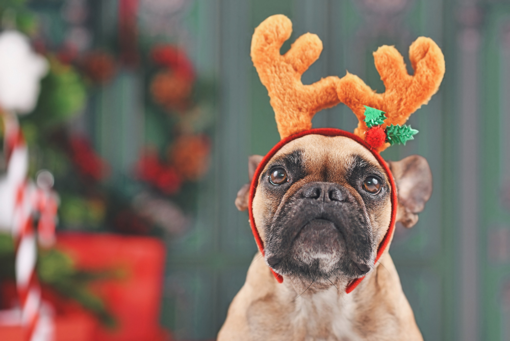 dog in reindeer christmas hat