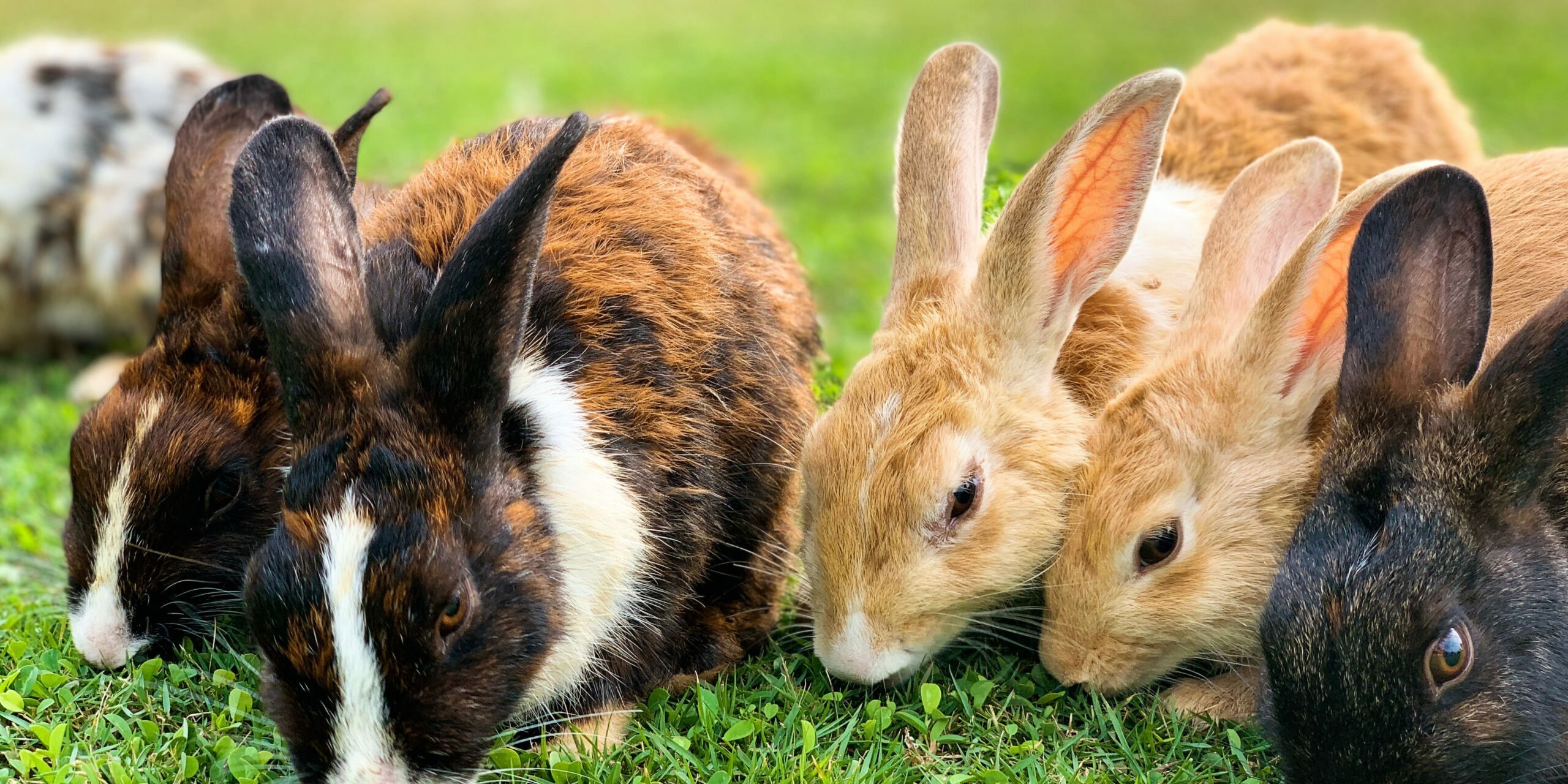 Rabbits eating grass